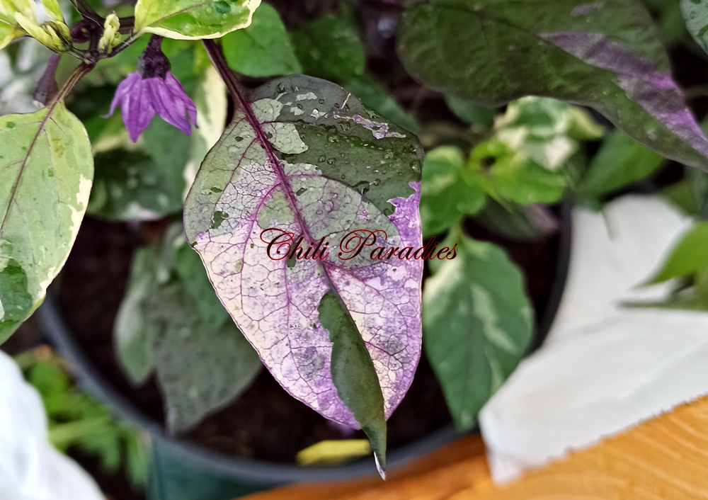 Scarlette_Variegated3.jpg