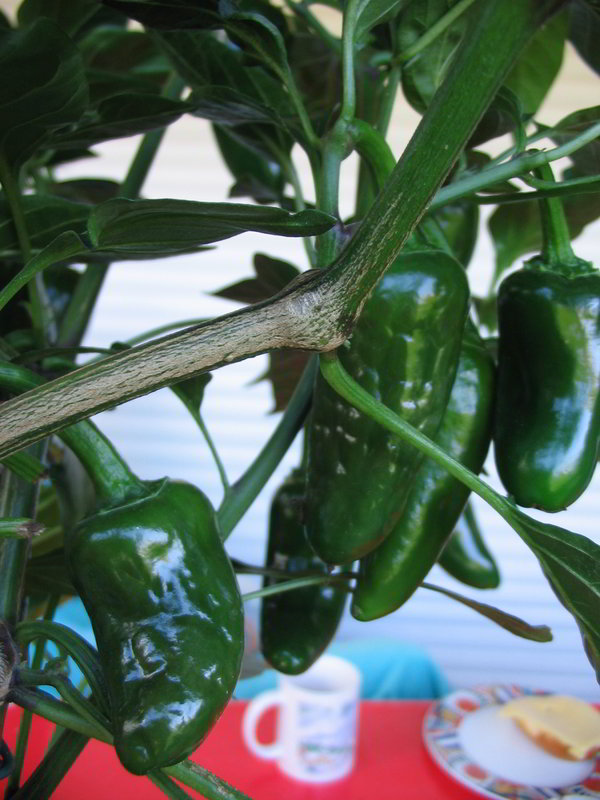 Schaden Jalapenos 01 - 20082011.jpg