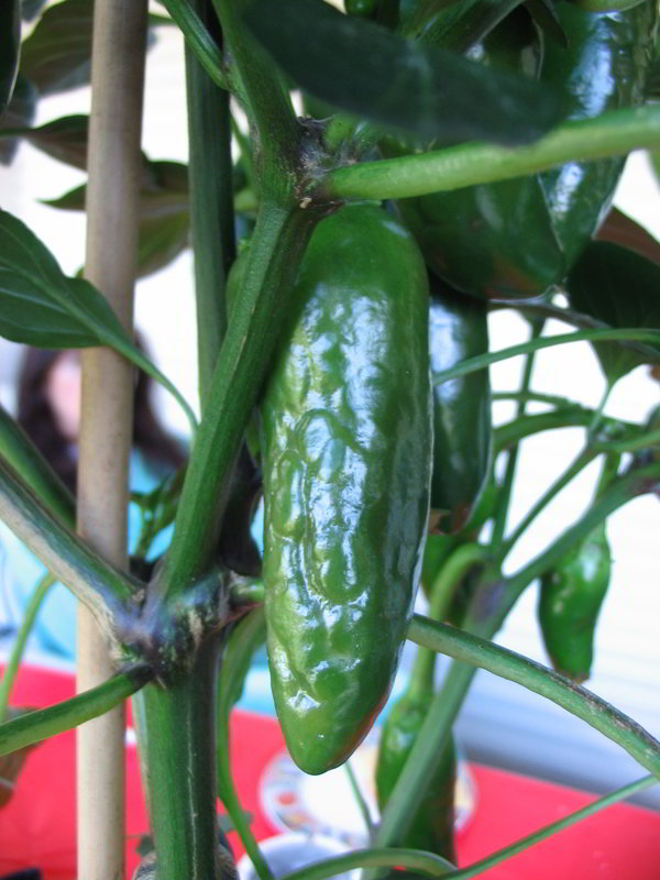 Schaden Jalapenos 02 - 20082011.jpg