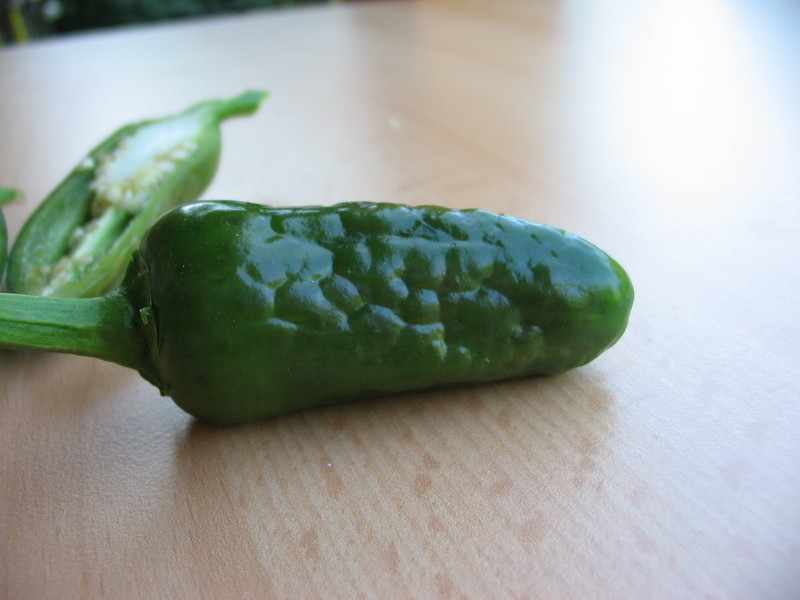 Schaden Jalapenos 03 - 20082011.jpg