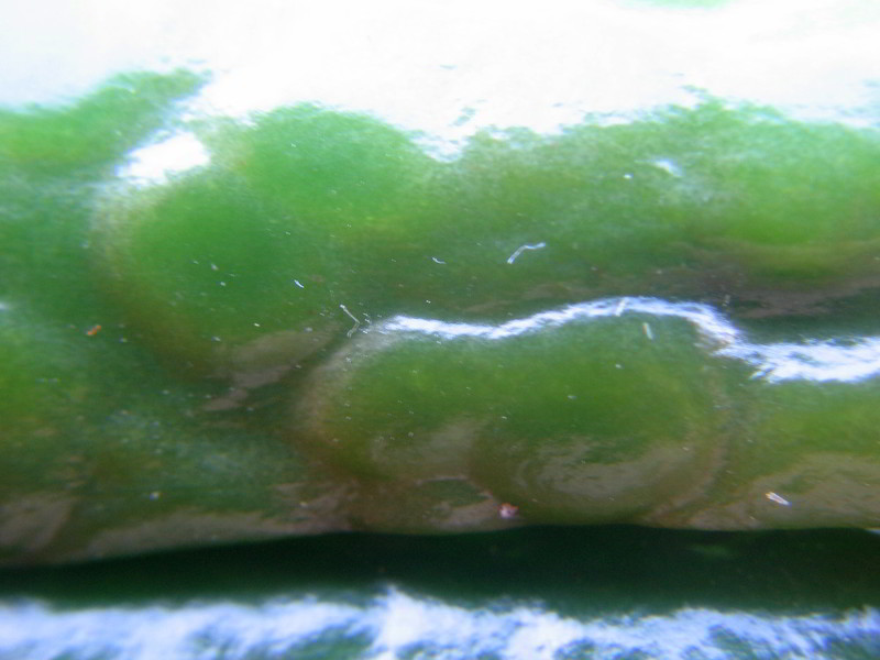 Schaden Jalapenos 05 - 20082011.jpg