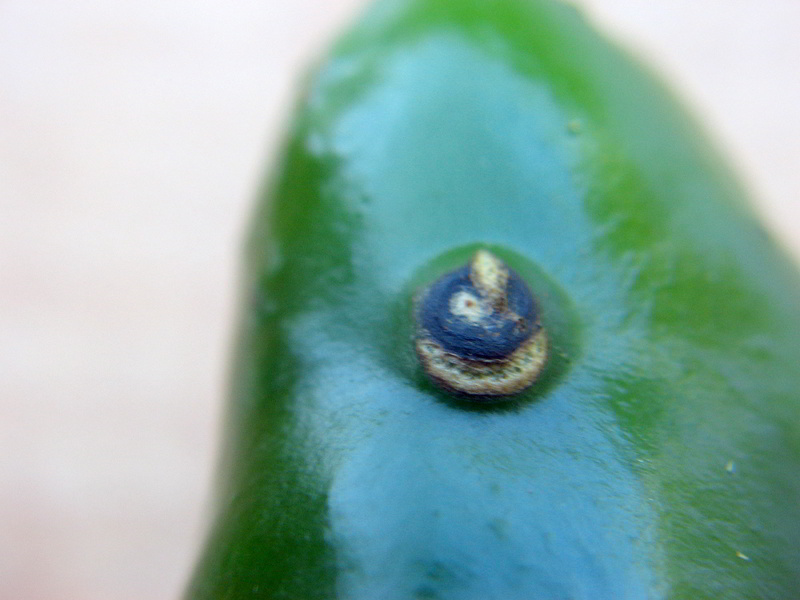 Schaden Jalapenos 07 - 20082011.jpg