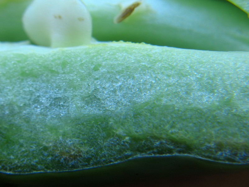 Schaden Jalapenos 08 - 20082011.jpg