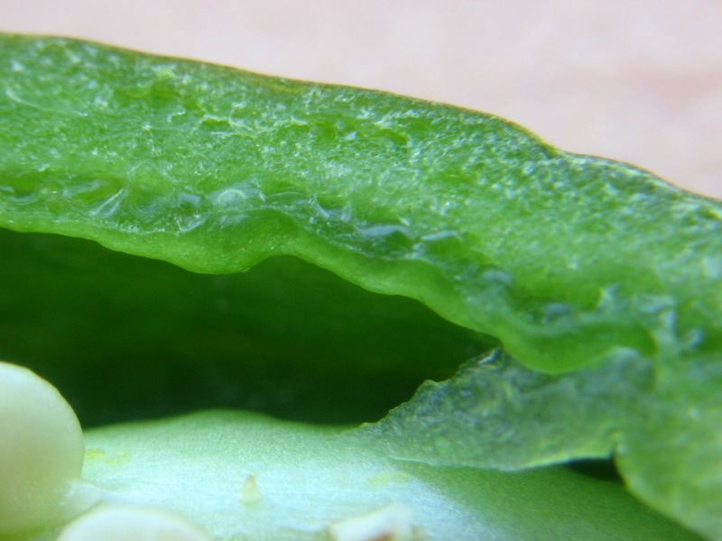 Schaden Jalapenos 09 - 20082011.jpg