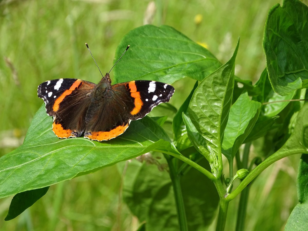 Schmetterling c.jpg