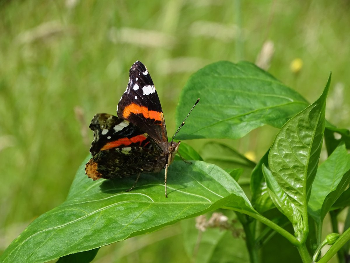 Schmetterling d.jpg