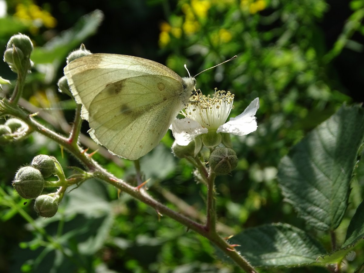 Schmetterling.jpg