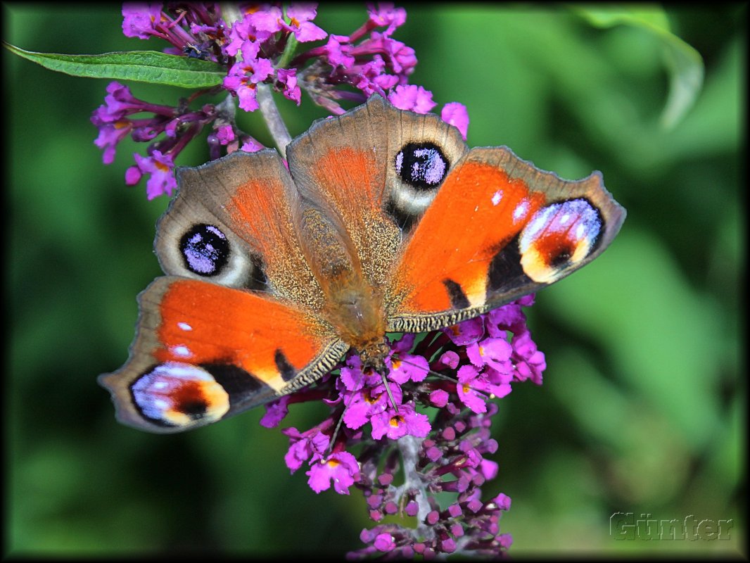 Schmetterling_1.JPG