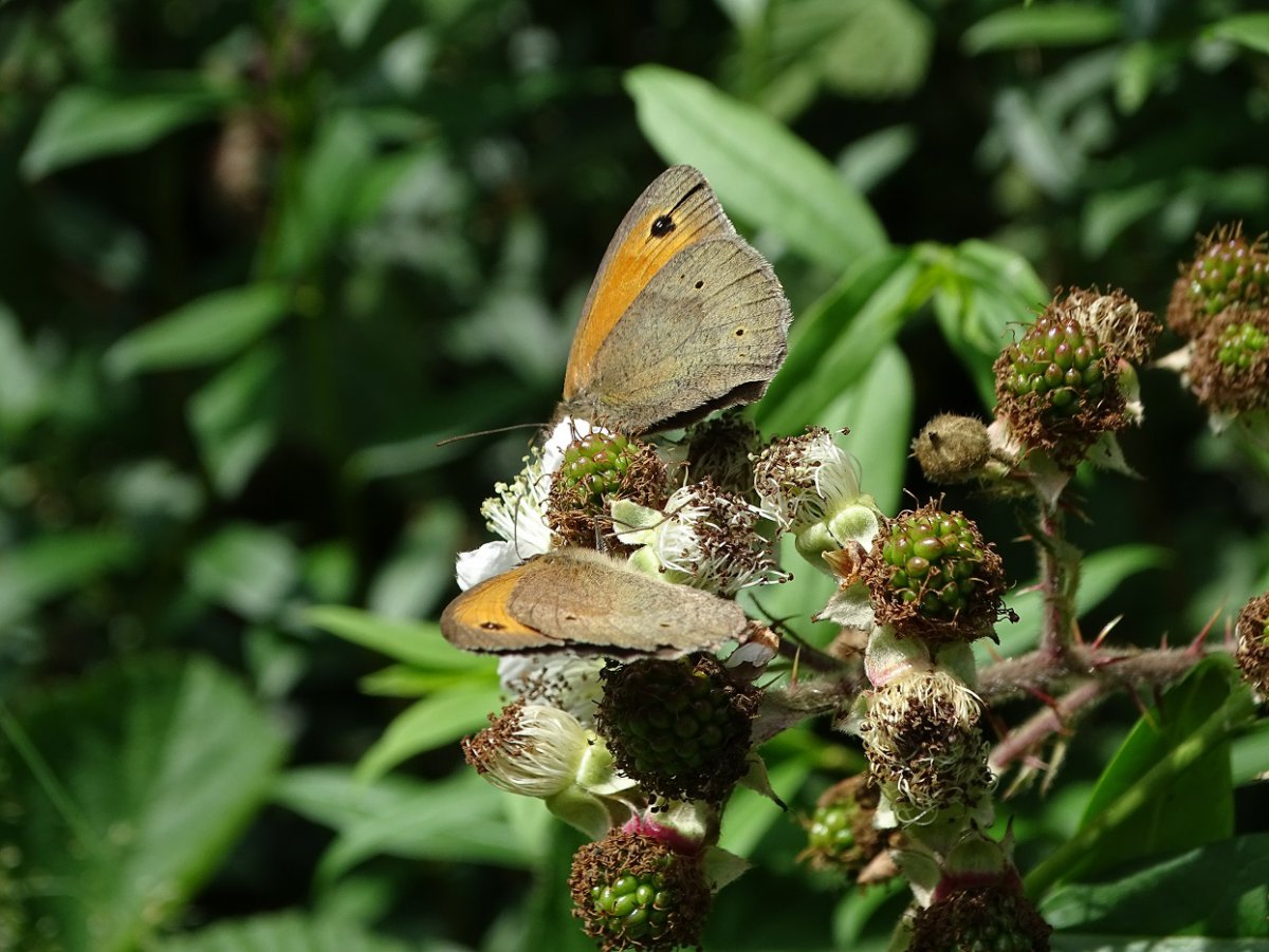 Schmetterlinge b.jpg