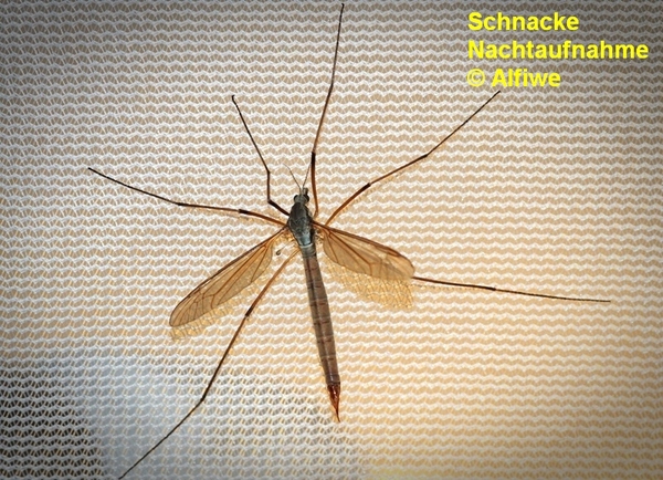schnackenachtaufnahme2qf0l.jpg