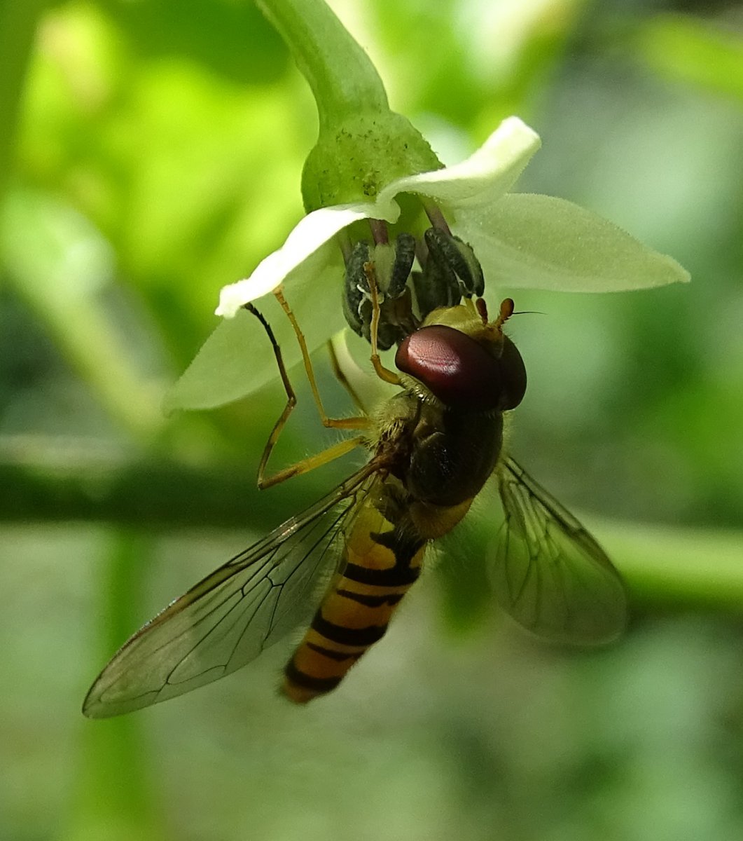 Schwebefliege b.jpg
