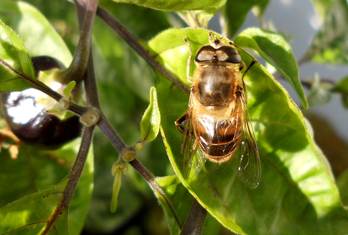 Schwebfliege-2.jpg