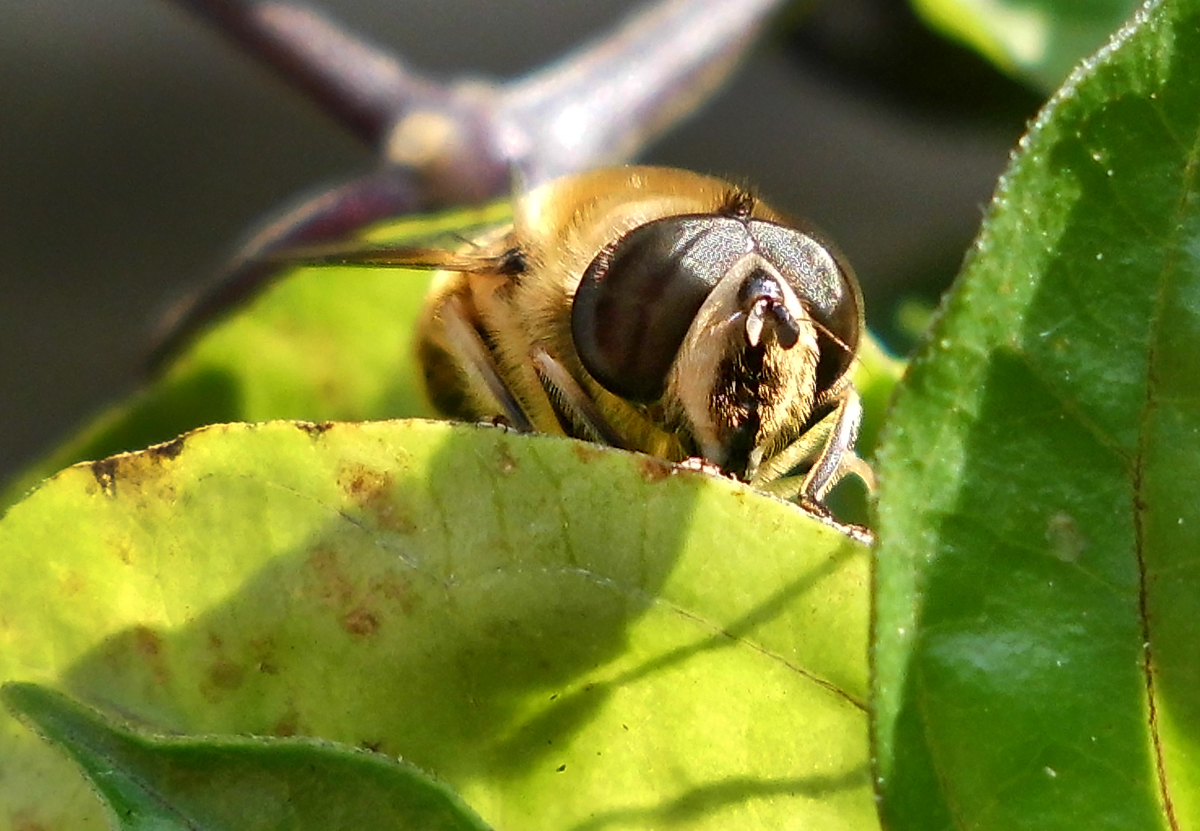 Schwebfliege-4.jpg