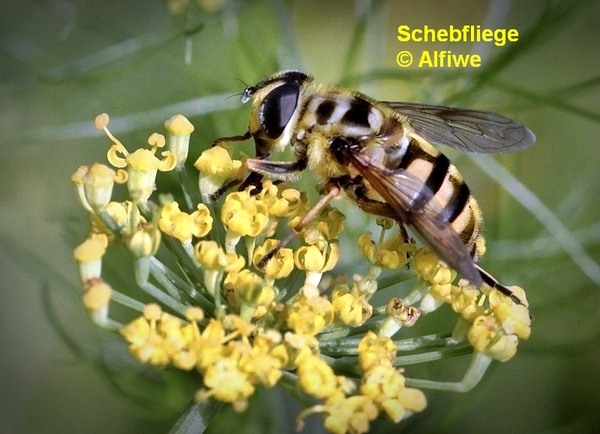 schwebfliegej4cyz.jpg