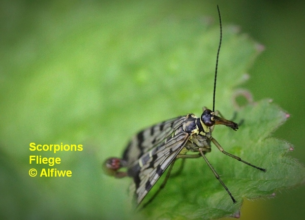 scorpionsfliege1qtrj6.jpg