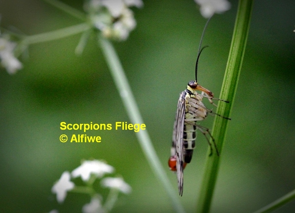 scorpionsfliege2a5pso.jpg