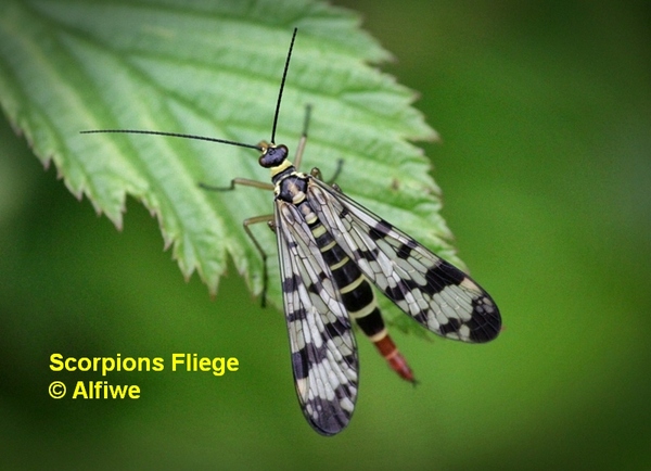 scorpionsfliegec0qxm.jpg