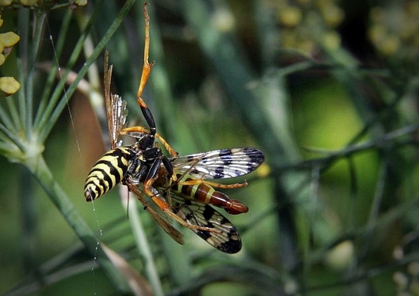 scorpionsfliegemitbeufxpar.jpg