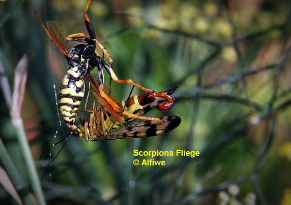 scorpionsfliegemitbeuspr6l.jpg