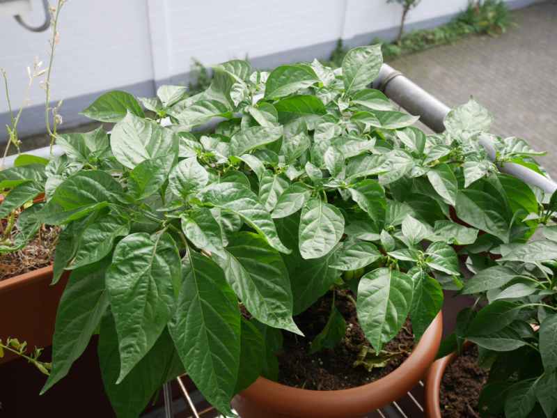 scotch-bonnet.jpg
