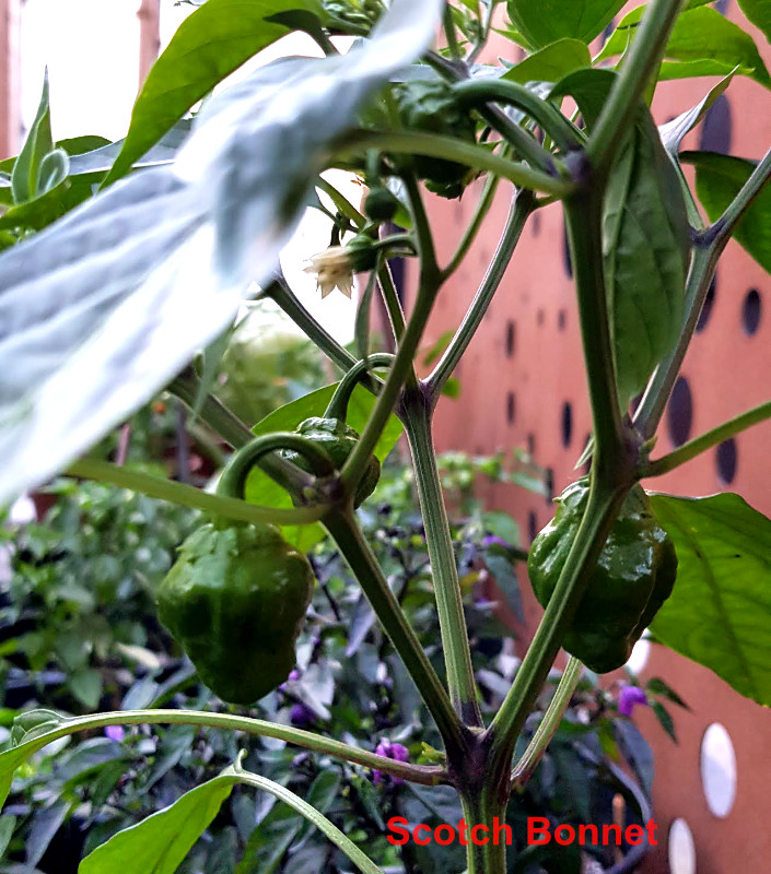 Scotch_Bonnet.jpg