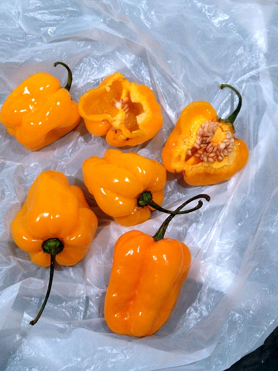 scotch_bonnet_dueseldorf_09022024.jpg