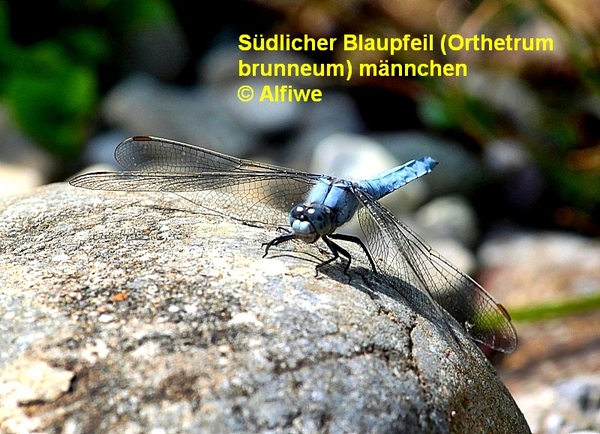 sdlicherblaupfeilorthi3f50.jpg