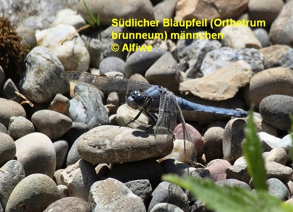 sdlicherblaupfeilorthpvfh1.jpg