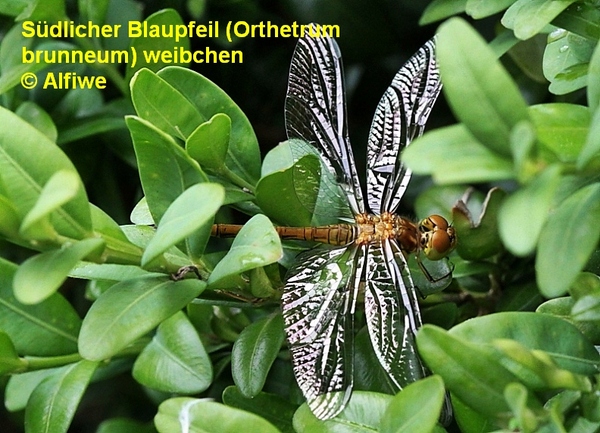 sdlicherblaupfeilweibwidq8.jpg
