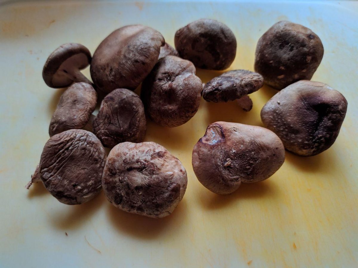 Shiitake.jpg