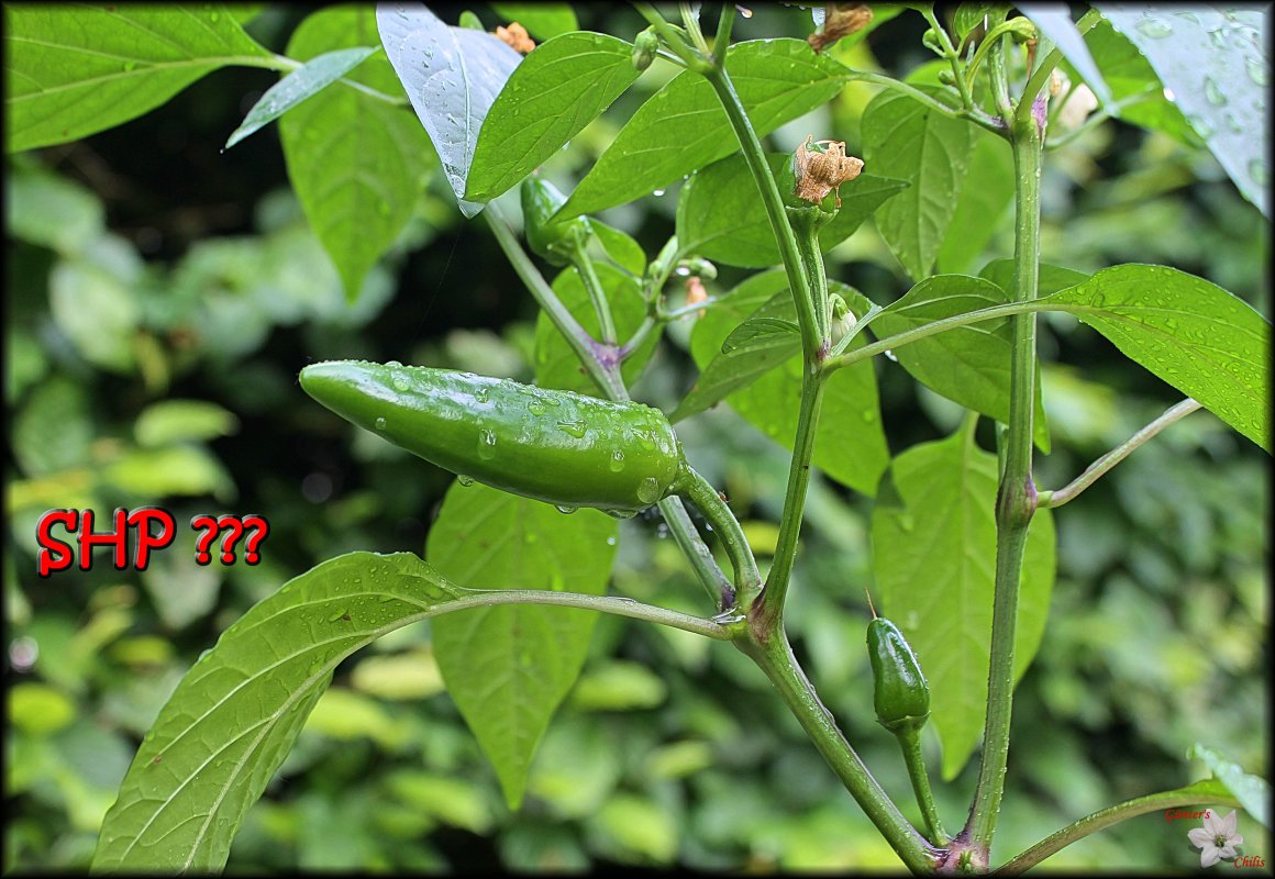 SHP_19052018.JPG