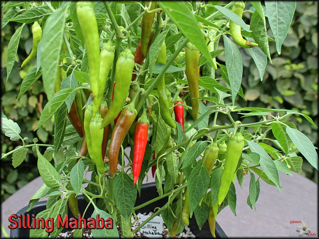 Silling Mahaba_05082018.JPG