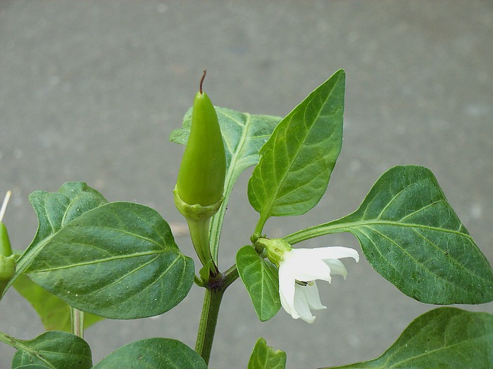 Snack-Chili 700.jpg