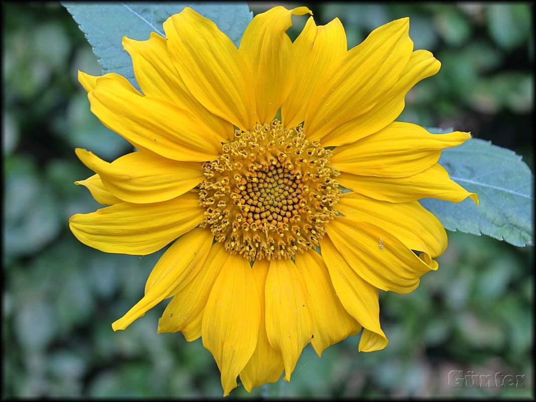 Sonnenblume.JPG