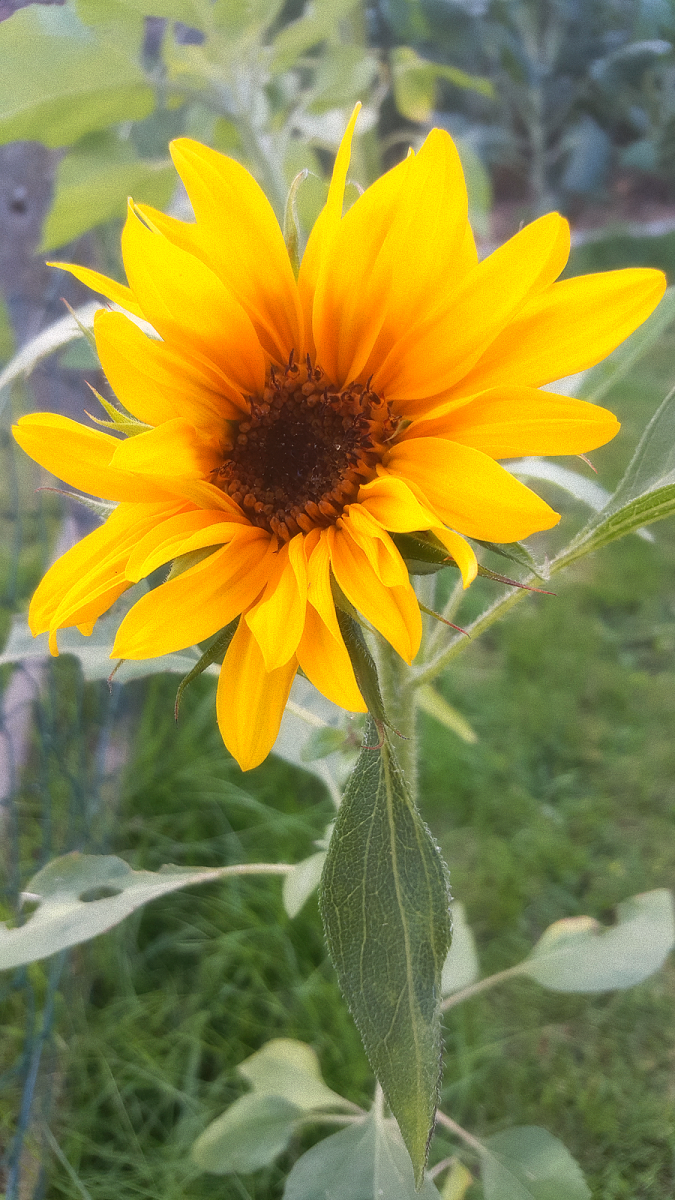 sonnenblume1.png