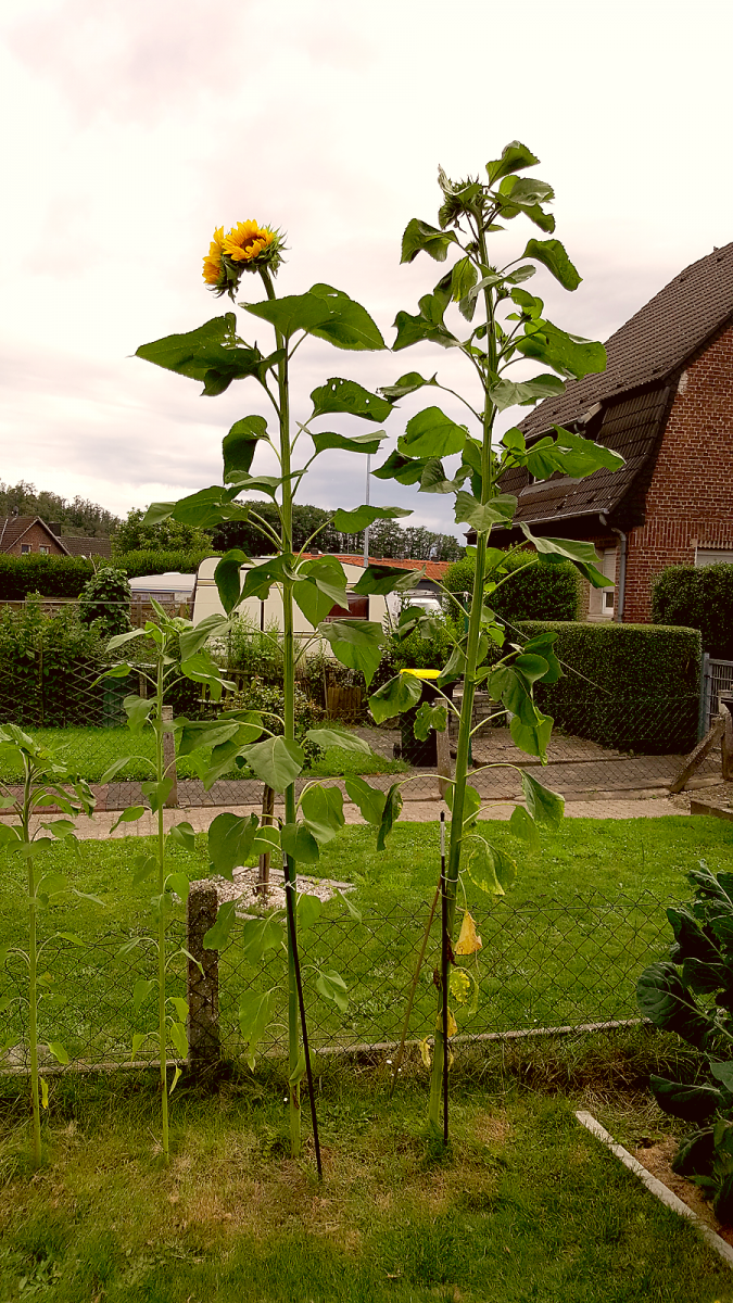 Sonnenblume2.png