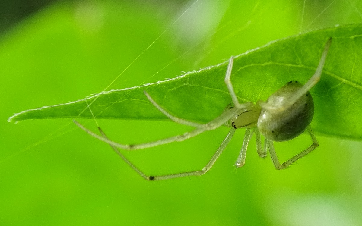 Spinne.jpg