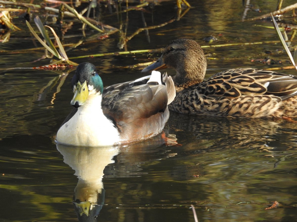 Stockente.JPG