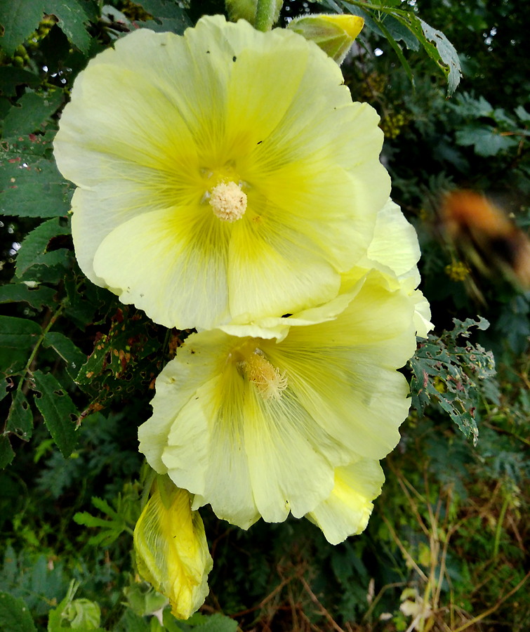 Stockrose_gelb-closeup.jpg