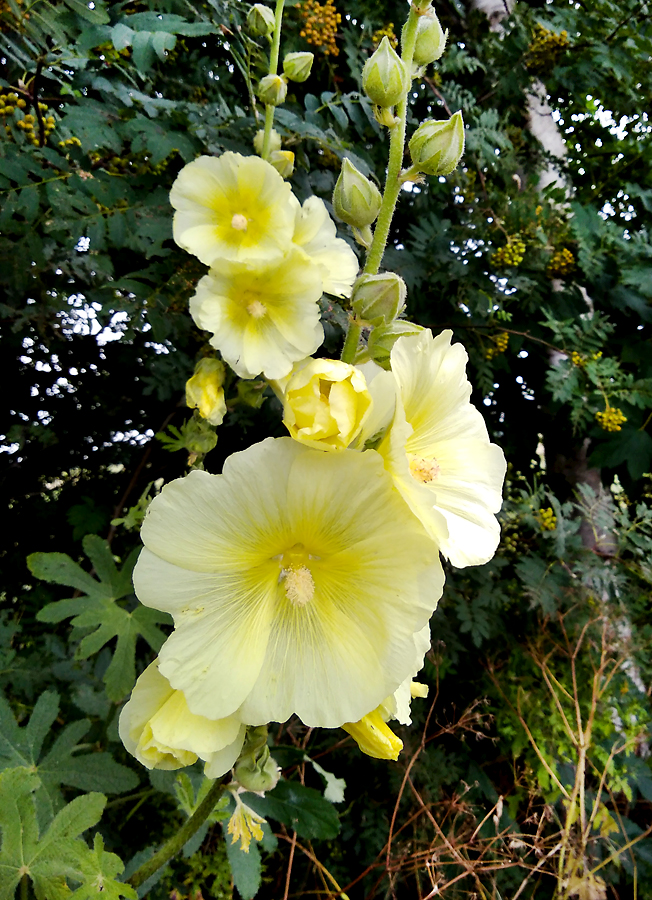 Stockrose_gelb.jpg
