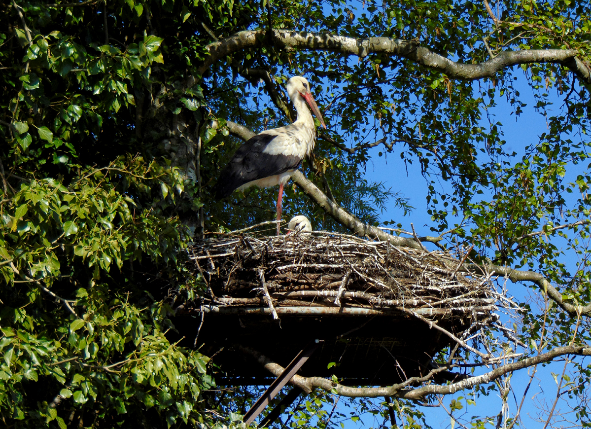Stoerche_Nest1-1.jpg