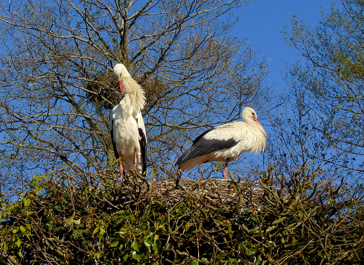 Stoerche_Paar im-Nest.jpg