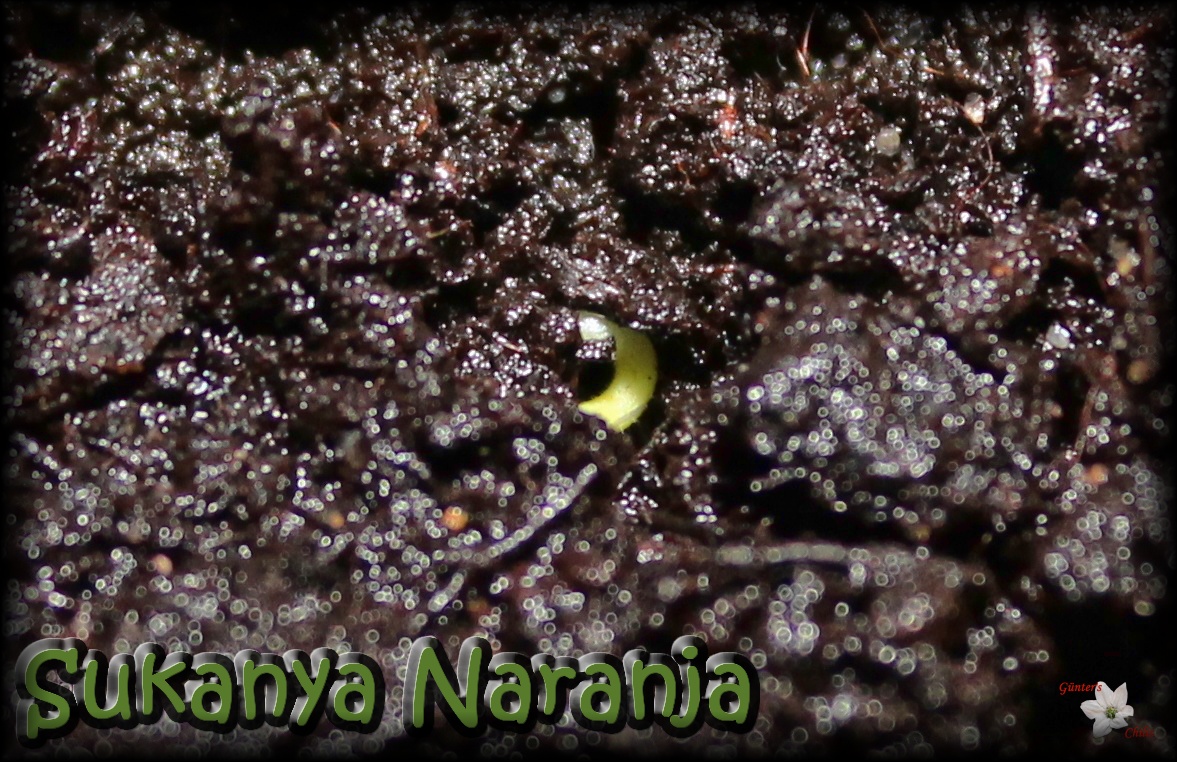 Sukanya Naranja.JPG