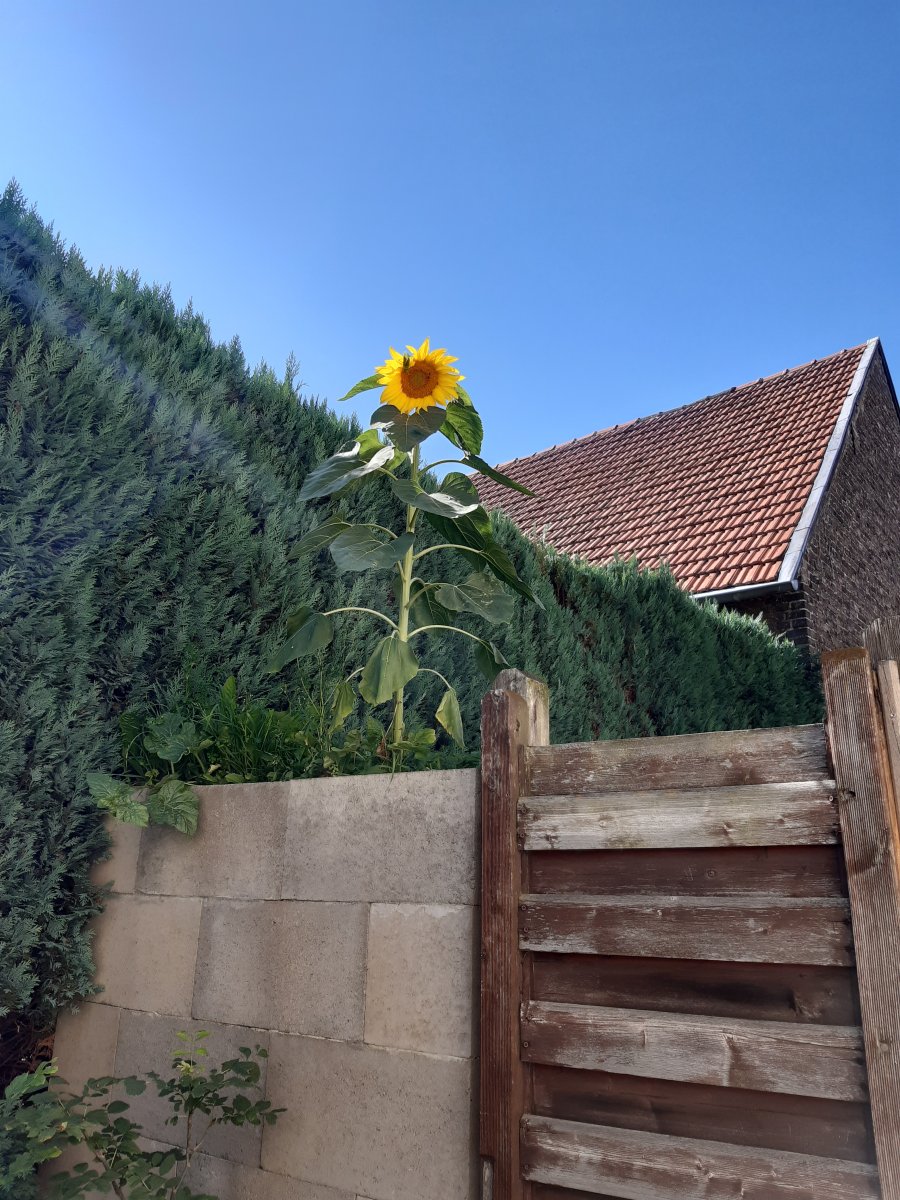 Sunflower_01.jpg