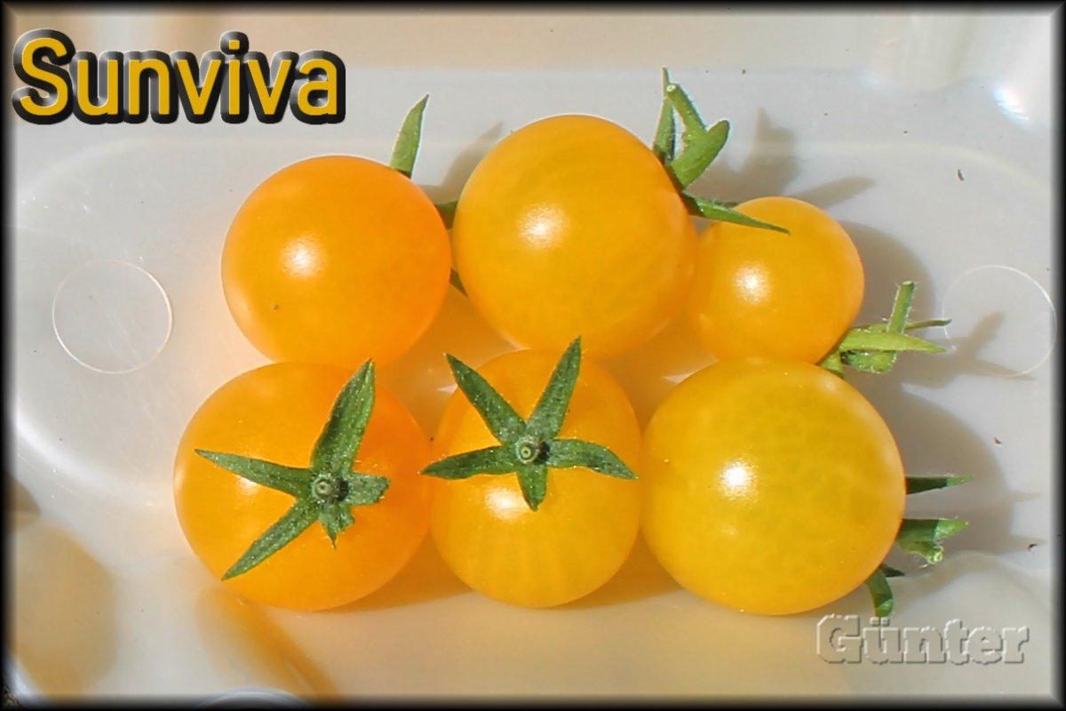 Sunviva_07072018.JPG