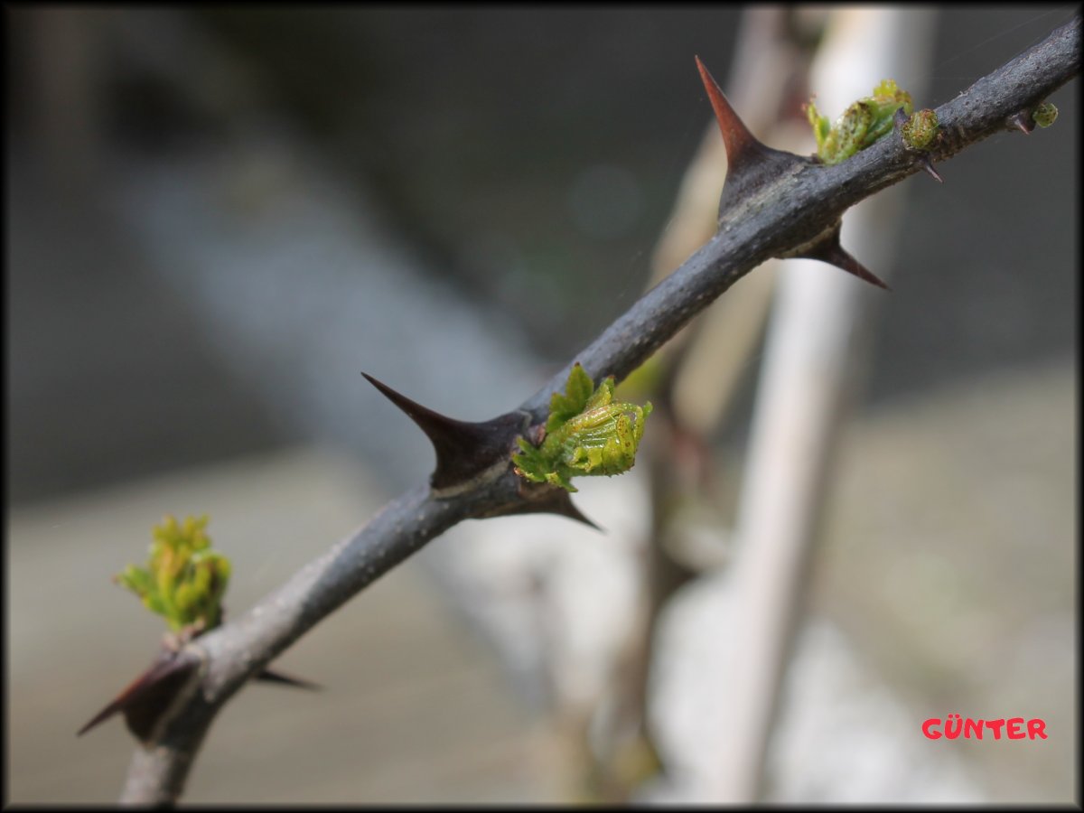 Szechuan_01042021.JPG