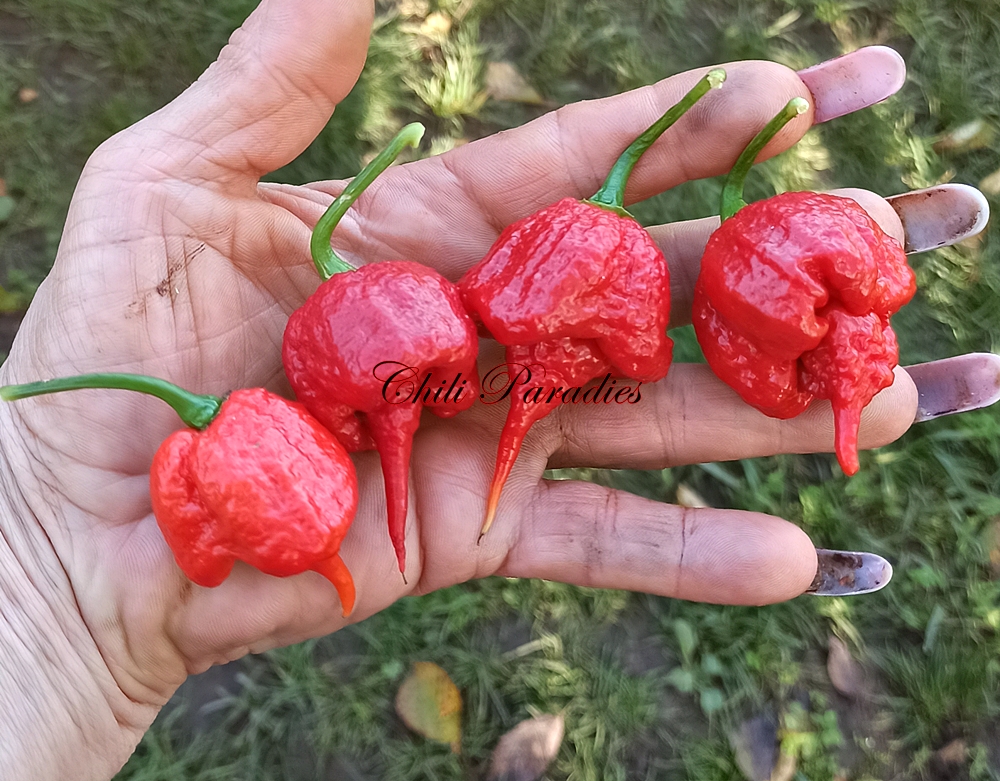 T. Scorpion Butch T.jpg