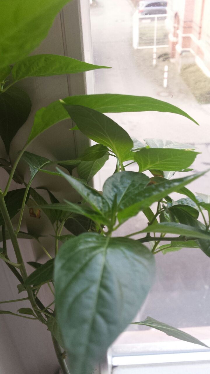 Tabasco2.jpg