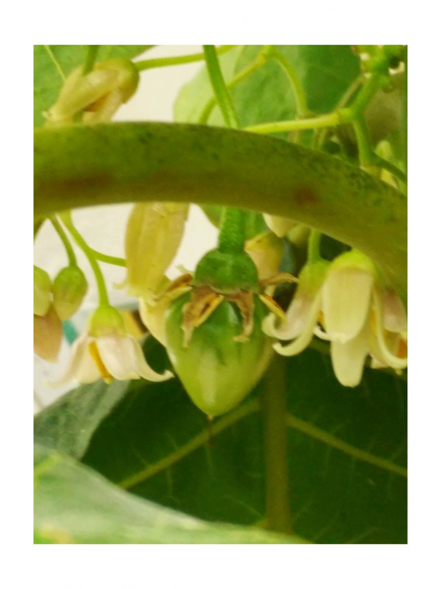 tamarillo1.jpg