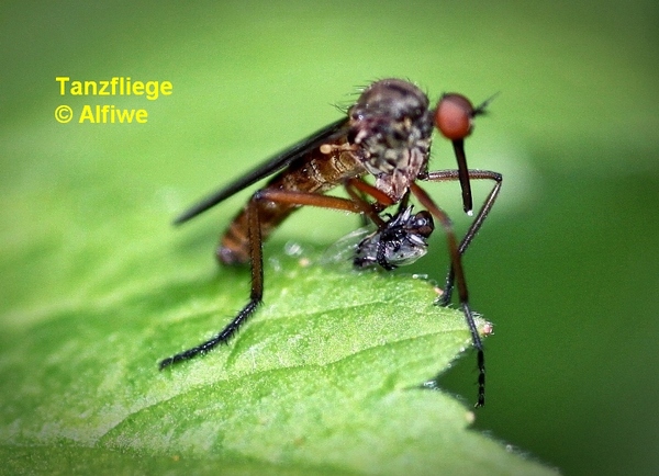 tanzfliegemitbeute1aira2.jpg